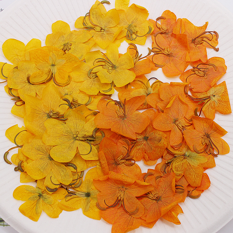 60pcs Dried Pressed Yellow/Ora - Body Jewelry Display Case review and price